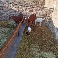 گوسفند|حیوانات مزرعه|مشهد, رباط طرق|دیوار