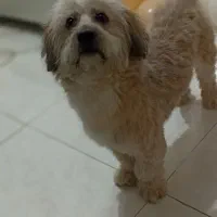 شیتزو نر|سگ|ری, شهرری|دیوار