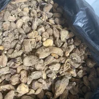 خرید و فروش ثعلب درجه یک با بالاترین قیمت|گل و گیاه طبیعی|تهران, زعفرانیه|دیوار