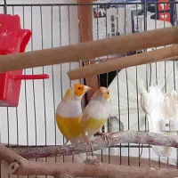 جفت فنچ گلدین زرد سر نارنجی|پرنده|اهواز, پردیس|دیوار