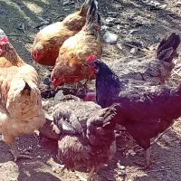 ۳تا مرغ تخم گذار