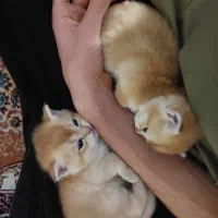 گربه بریتیش و اسکاتیش گلد ny12