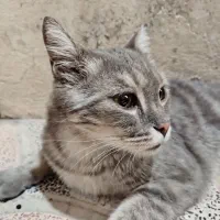 گربه نژاد  DOMESTIC SHORTHAIR