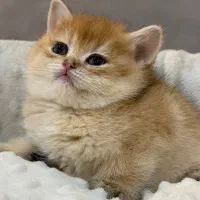 تپلی‌ترین بریتیش ها با چشمای زمردی