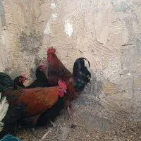 مرغ سیاه تخمی درشت