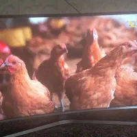 ال ای دی سامسونگ|تلویزیون و پروژکتور|کرمان, |دیوار