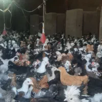 جوجه زینتی همه نژادتوضیحات بخونید