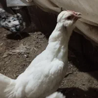 تخم مرغ نطفه دار گلین موجود هست