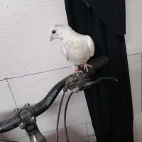 کفتر دم سبز|پرنده|مشهد, بلال|دیوار