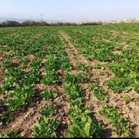 زمین کشاورزی واقع در جلین