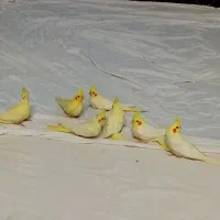 جوجه عروس هلندیاز یک ماه تا ۷ماه