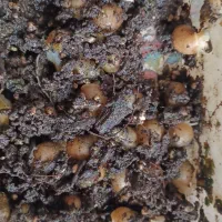 حلزون|خزنده|پرند, فاز ۶|دیوار