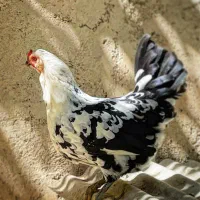 مرغ و خروس گلین