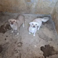 سگ پا کوتاه