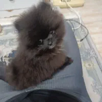 سگ پامر اصل اصل فنجونی