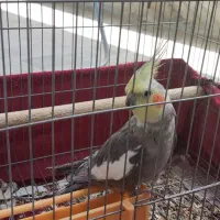 عروس هلندی نر و ماده مولد شیطون|پرنده|اسلام آباد, |دیوار