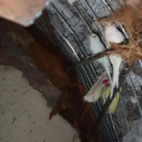 مرغ عشق|پرنده|بم, |دیوار