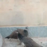 جوجه طاووس هندی