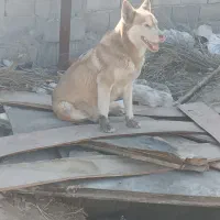 سگ هاسکی خشگل چشم یخی