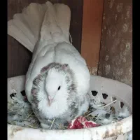 ساعت و ک ب و ت ر|ساعت|ایذه, |دیوار