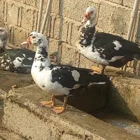 اردک اسرائیلی با کیفیت برای خوراک ونگهداری