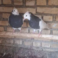 جفت طوق سیاه جوان