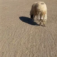 قوچ|حیوانات مزرعه|کرمانشاه, |دیوار