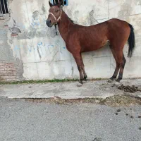 اسب|اسب و تجهیزات اسب‌سواری|شبستر, |دیوار