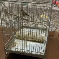 سهره نر جوجه قفس