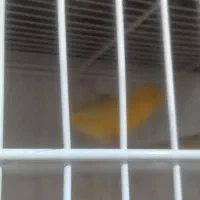 فروش انواع قناری نر مس وماده|پرنده|آباده, |دیوار