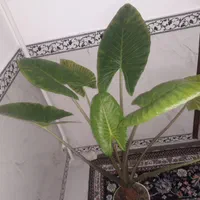 گل بابا آدم(فوری)