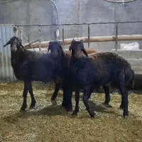 بره نر جهت قربانی