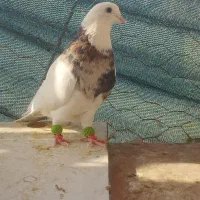 ملاشیه