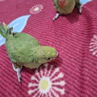 جفت مولد قطعی ملنگو|پرنده|ساری, |دیوار