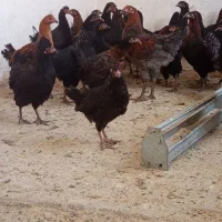 فروشمرغوخروسمحلیوکبوتر|حیوانات مزرعه|سمنان, |دیوار