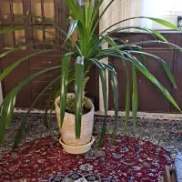 گل شاخه تی پاندانوس