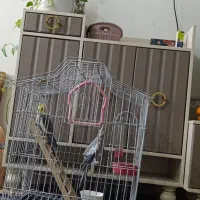 پرنده عروس هلندی