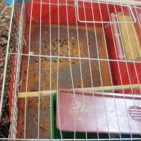 پرنده جفت با ۵ تا تخم|پرنده|یزد, |دیوار