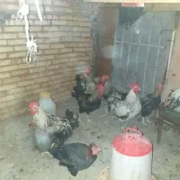 خروس مرغ|پرنده|تهران, افسریه جنوبی|دیوار