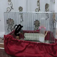 پارچه