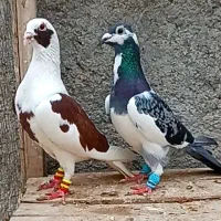 کبوتر ابلق سروکله دار