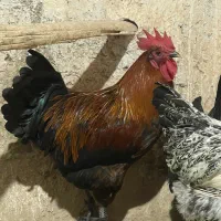 فروش خروس
