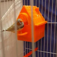 فنچ نرو ماده اهویی ابلغ ۴ماهه جوان