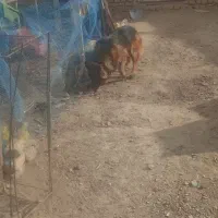 سگ ژرمن مو بلند اصلی ماده|سگ|تربتحیدریه, ده پائین|دیوار