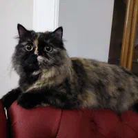 واگذاری گربه