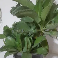 اشک عروس و....