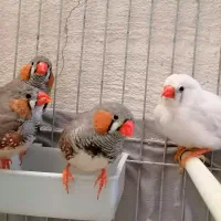 4 عدد فنچ زبرا درشت سفید و خاکستری