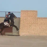 اسب|اسب و تجهیزات اسبسواری|آباده, |دیوار