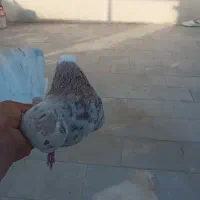 کفترسرور
