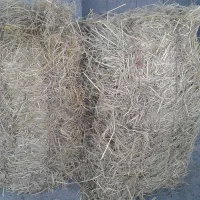 کاه( سرچین )|لوازم جانبی حیوانات|رشت, کوی جام جم|دیوار